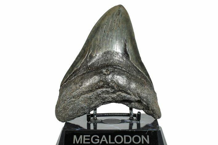 Fossil Megalodon Tooth - South Carolina #275816